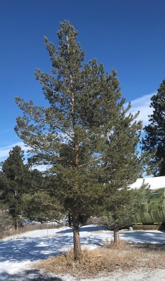 huge pine trees with snow